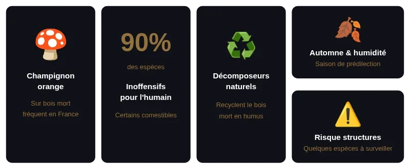 Infographie champignon orange sur bois mort
